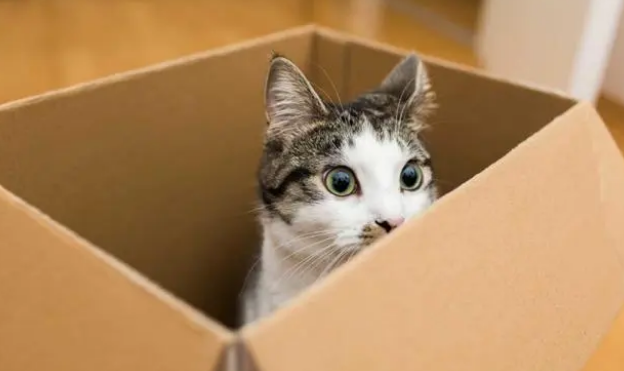 夜射猫全球顶级成人在线_猫用成人沐浴露会掉毛吗_快猫成人