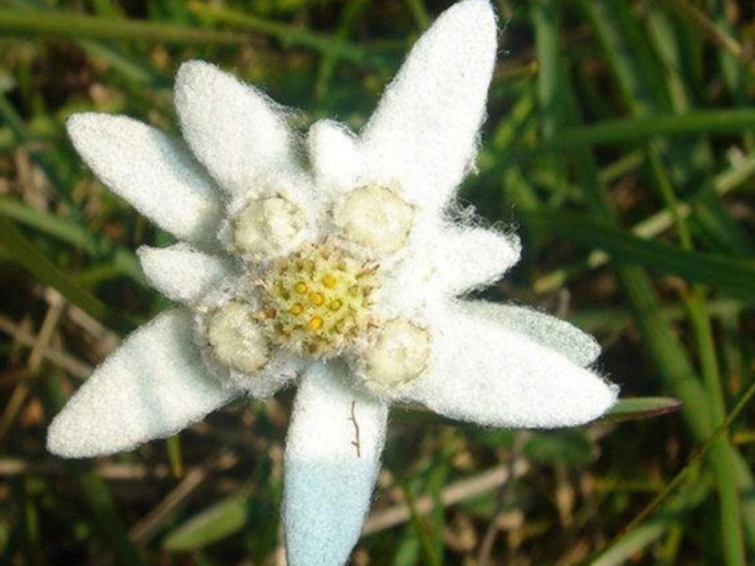 迷你世界花_迷你世界花00_播放迷你世界花图片