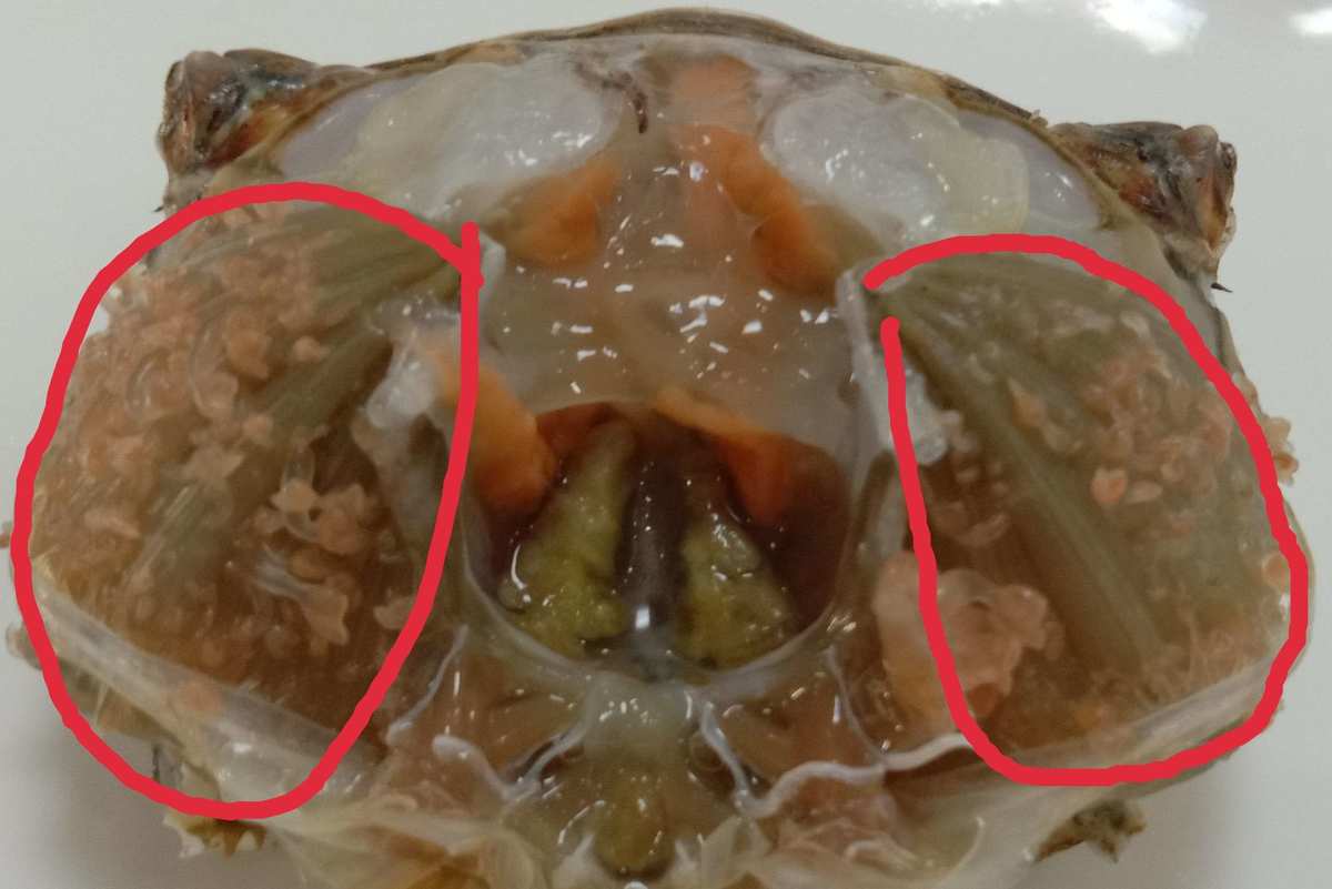 螃蟹的腮长在哪_螃蟹腮长茗荷说明什么_螃蟹腮长在哪里