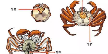螃蟹腮长在哪里_螃蟹的腮长在哪_螃蟹腮长茗荷说明什么