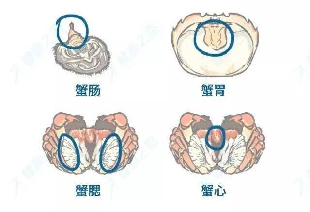 螃蟹腮长茗荷说明什么_螃蟹腮长在哪里_螃蟹的腮长在哪
