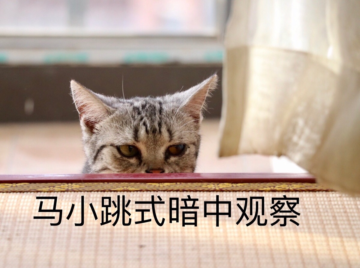 暗猫mooki_暗猫_暗猫的祝福