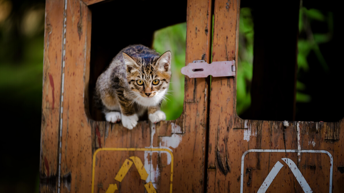 暗猫mooki_暗猫的祝福_暗猫