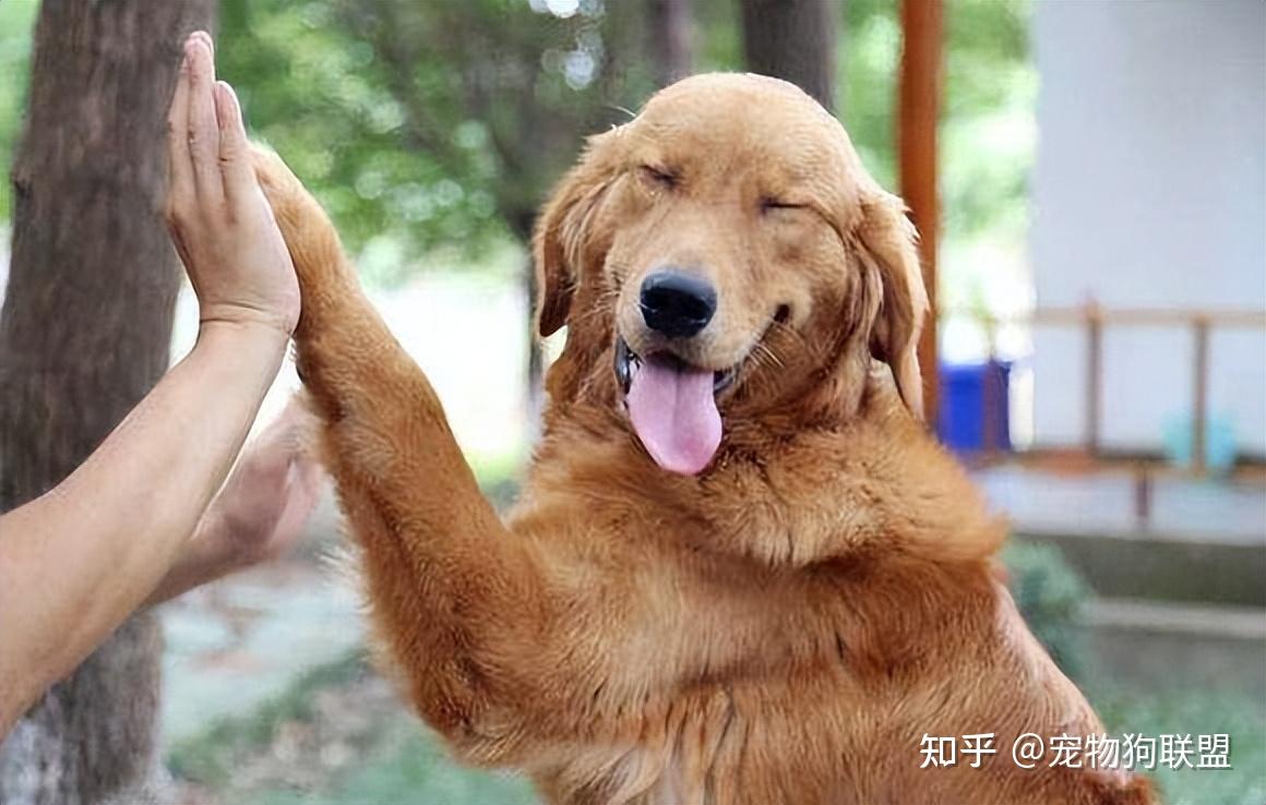 英语狗叫怎么说_狗叫英语怎么写_你在狗叫什么用英语怎么说