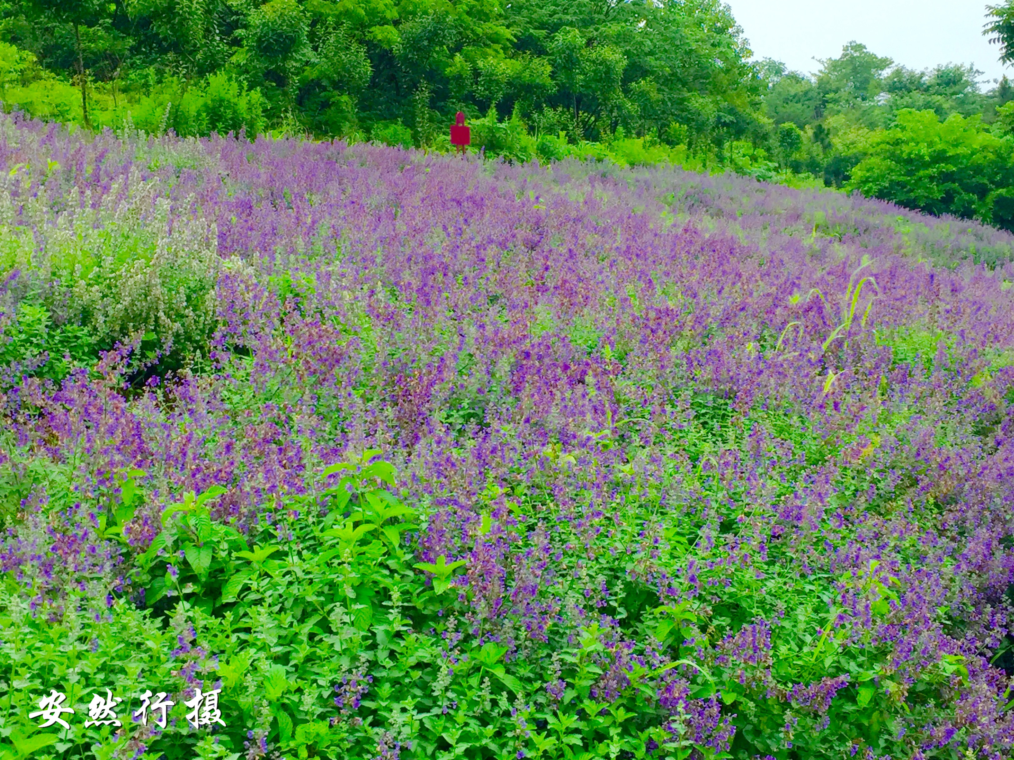 蚂蚁庄园食盐_蚂蚁庄园含盐量_蚂蚁庄园有哪些食物