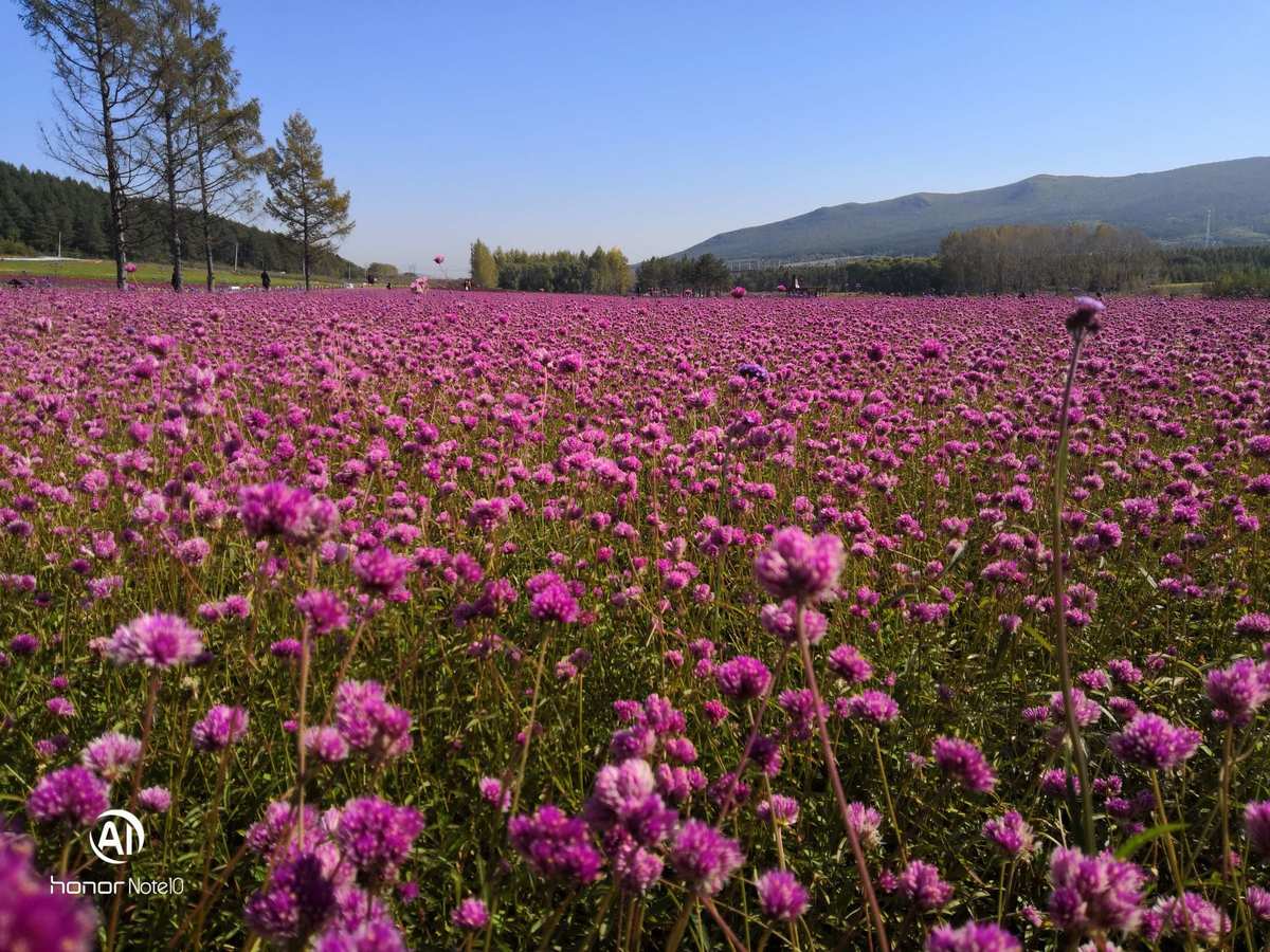 花间app_花间app_花间app