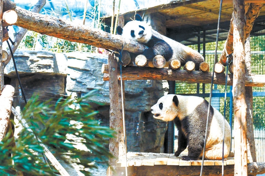 熊猫逃脱记中文版正版下载_熊猫的逃脱_熊猫逃脱记