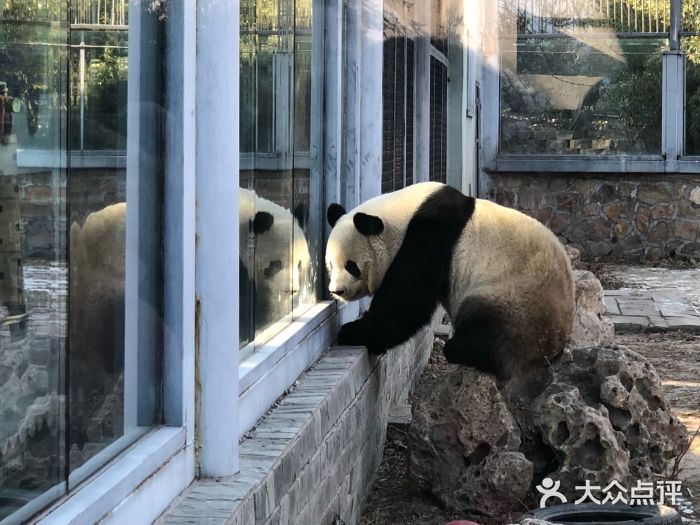 熊猫逃脱记_熊猫逃脱记中文版正版下载_熊猫的逃脱