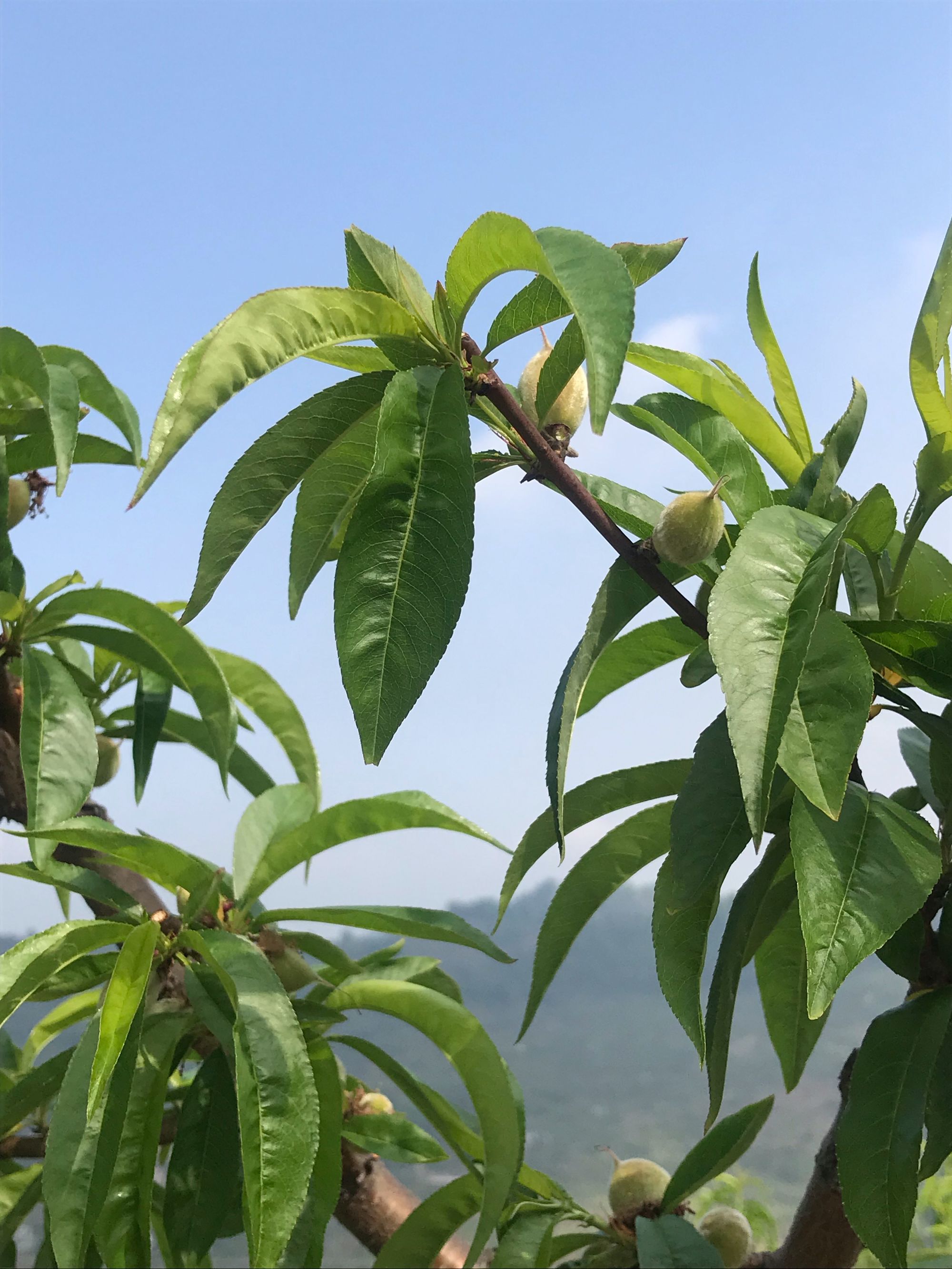 秋天的风它不曾见过桃花_秋天见过桃花风景的句子_秋天见过桃花风景