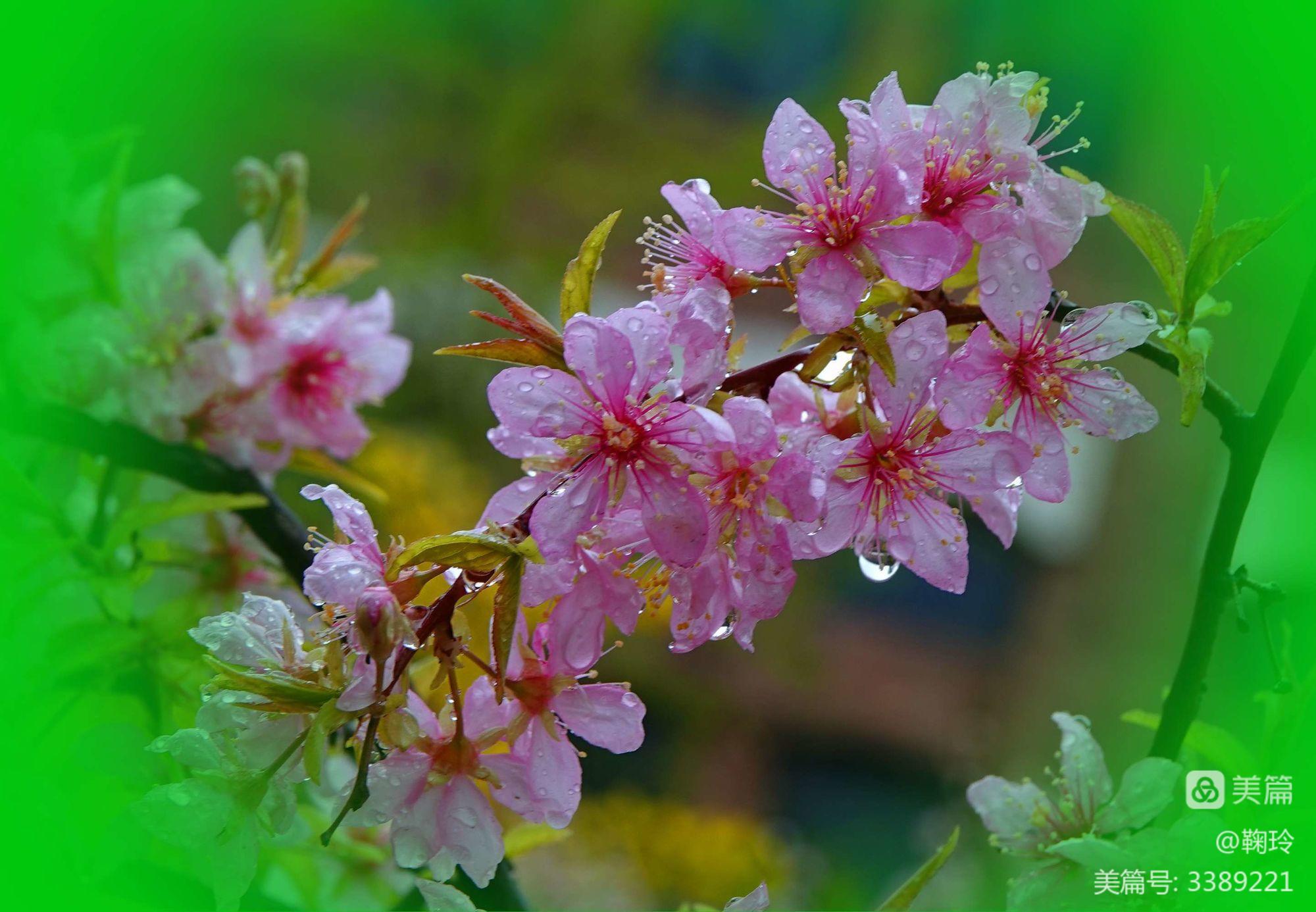 春雨摄影图片_春雨摄影手机游戏软件_春雨手机摄影游戏