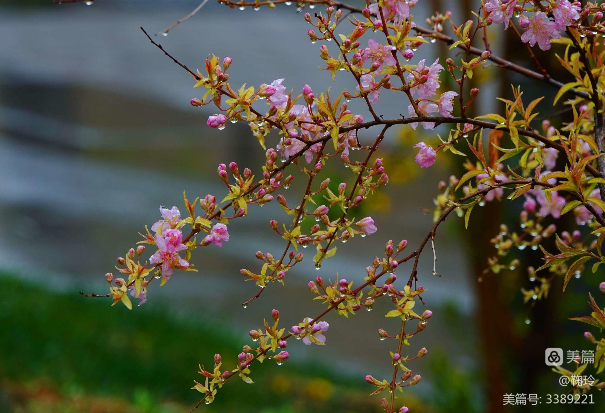 春雨手机摄影游戏_春雨摄影图片_春雨摄影手机游戏软件