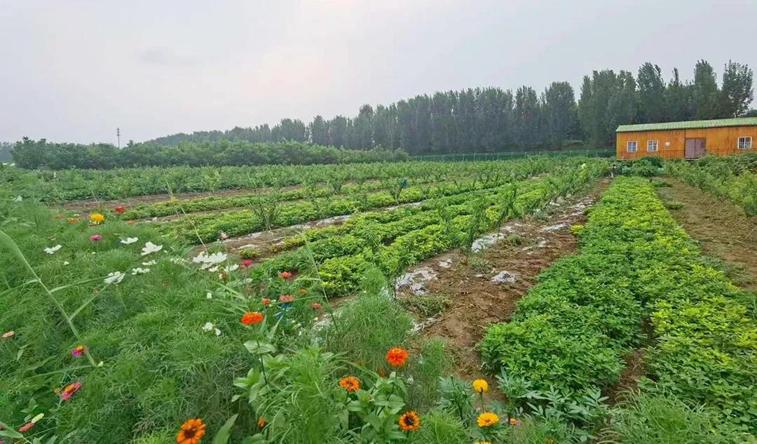 东北儿时游戏大全_东北农村有什么好玩的_东北农村手机游戏