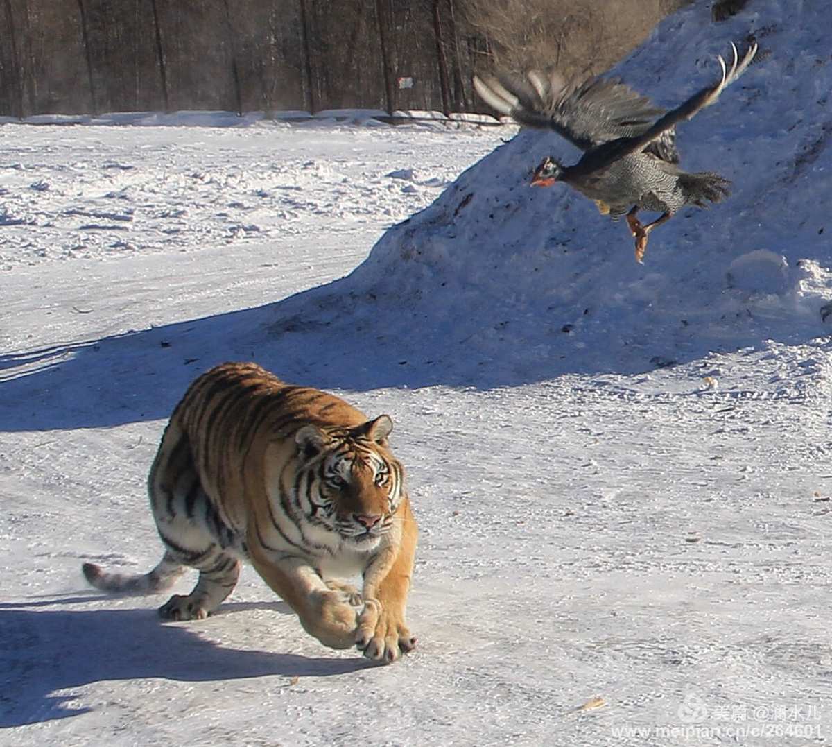 冰雪猛虎手机游戏_冰雪猛犸象怎么获得_冰雪猛虎手机游戏攻略