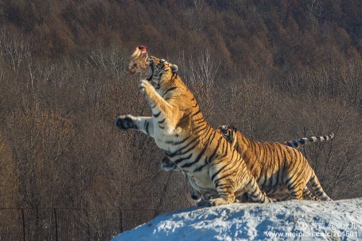 冰雪猛犸象怎么获得_冰雪猛虎手机游戏_冰雪猛虎手机游戏攻略