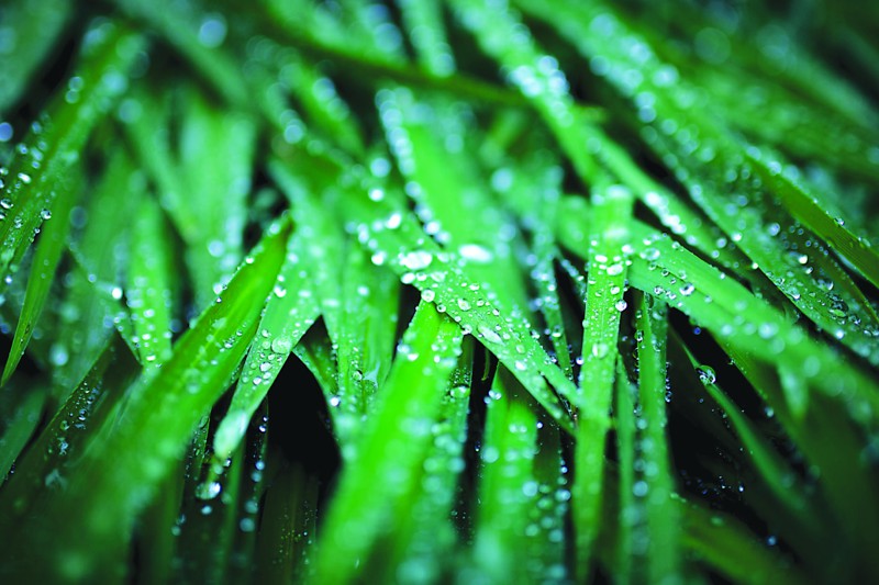 谷雨时节已时值暮春_谷雨时节_谷雨时节雨纷纷下一句是什么