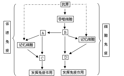 细胞调节特点_细胞调节的三种调节机制_调节t细胞