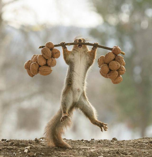 nuts 手机游戏_手机游戏诺亚_手机游戏诺亚传说