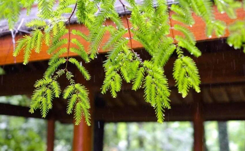 梅雨季节结束的标志是什么_梅雨季节过后是什么季节_梅雨季节是几月份到几月份结束