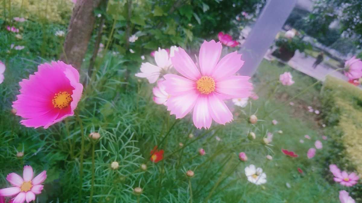 问花村在什么地方_问花_问花村歌曲原唱