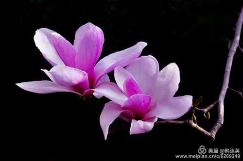 问花村在什么地方_问花村歌曲原唱_问花