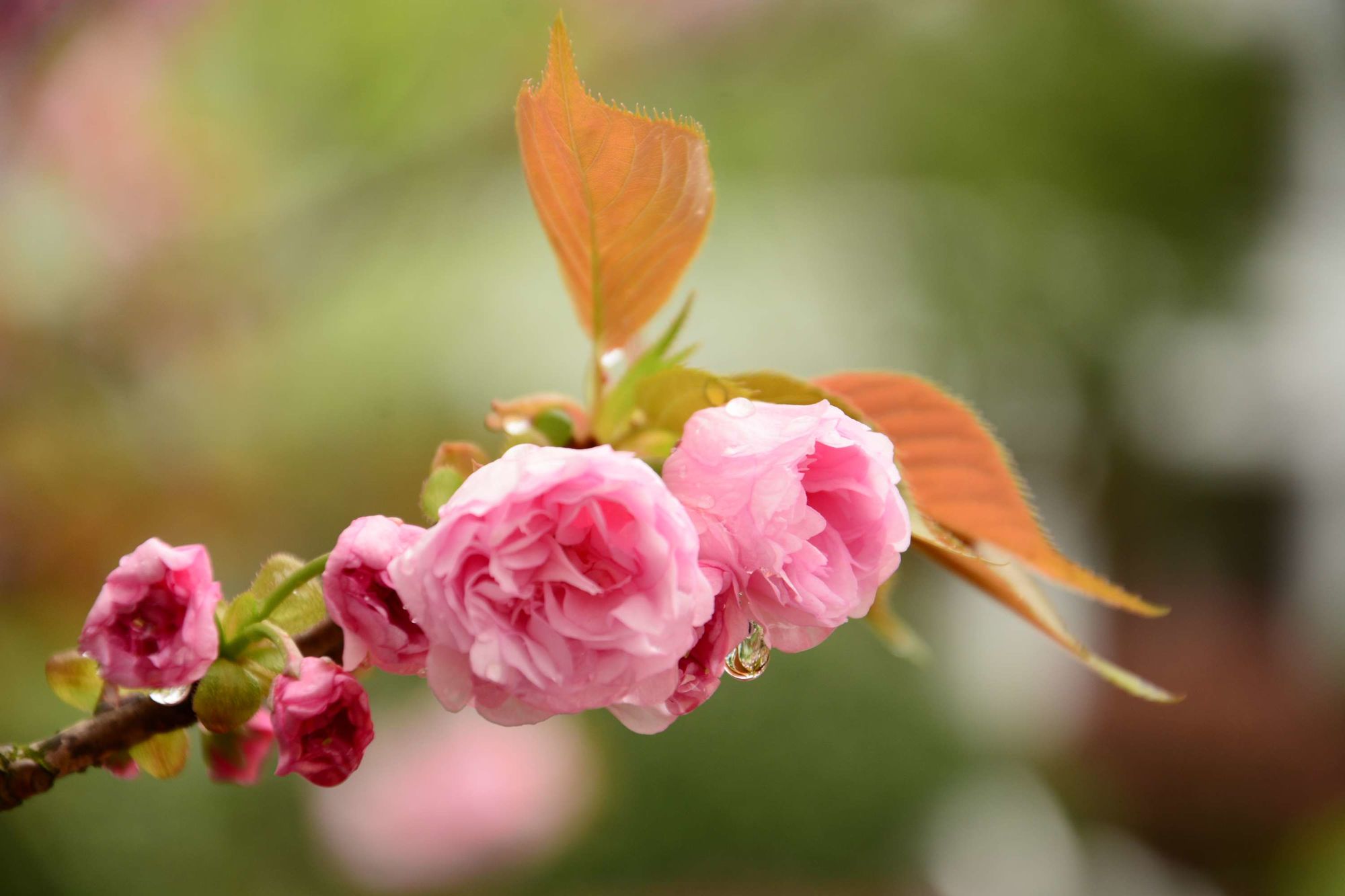 问花村在什么地方_问花村歌曲原唱_问花