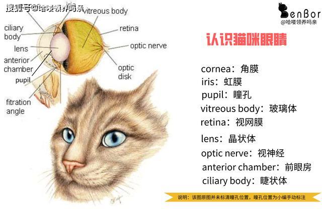 物语猫猫绕口令_物语猫咪_猫物语