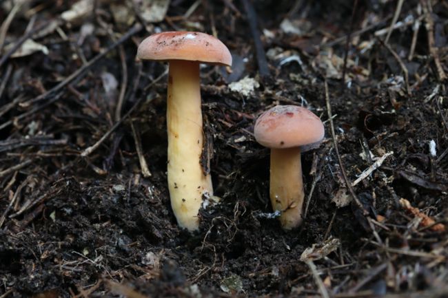 生态系统的基石_基石生物_生态基石是什么