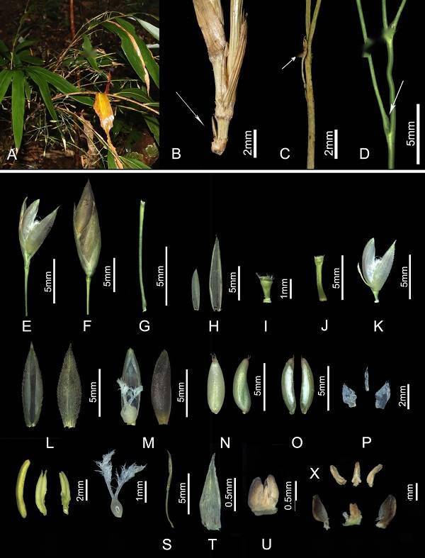 基石生物_生态基石是什么_生态系统的基石