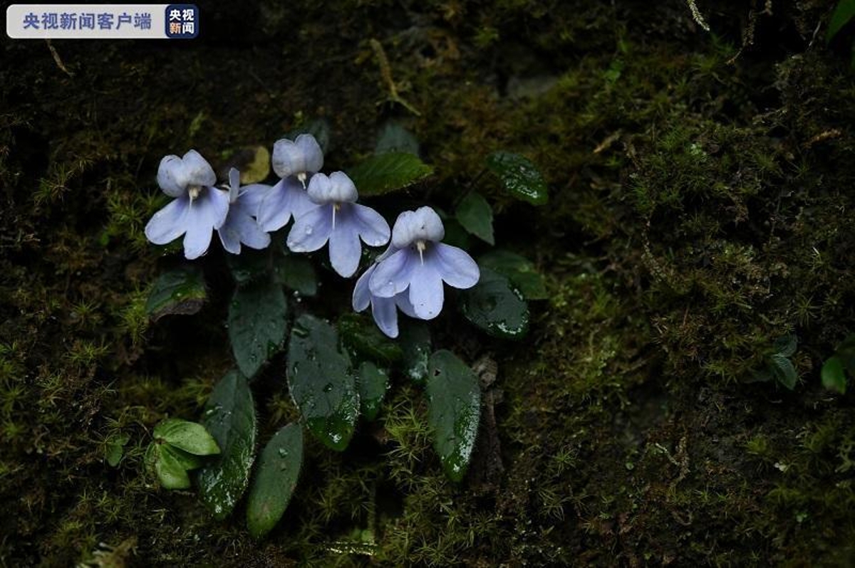 生态系统的基石_基石生物_生态基石是什么