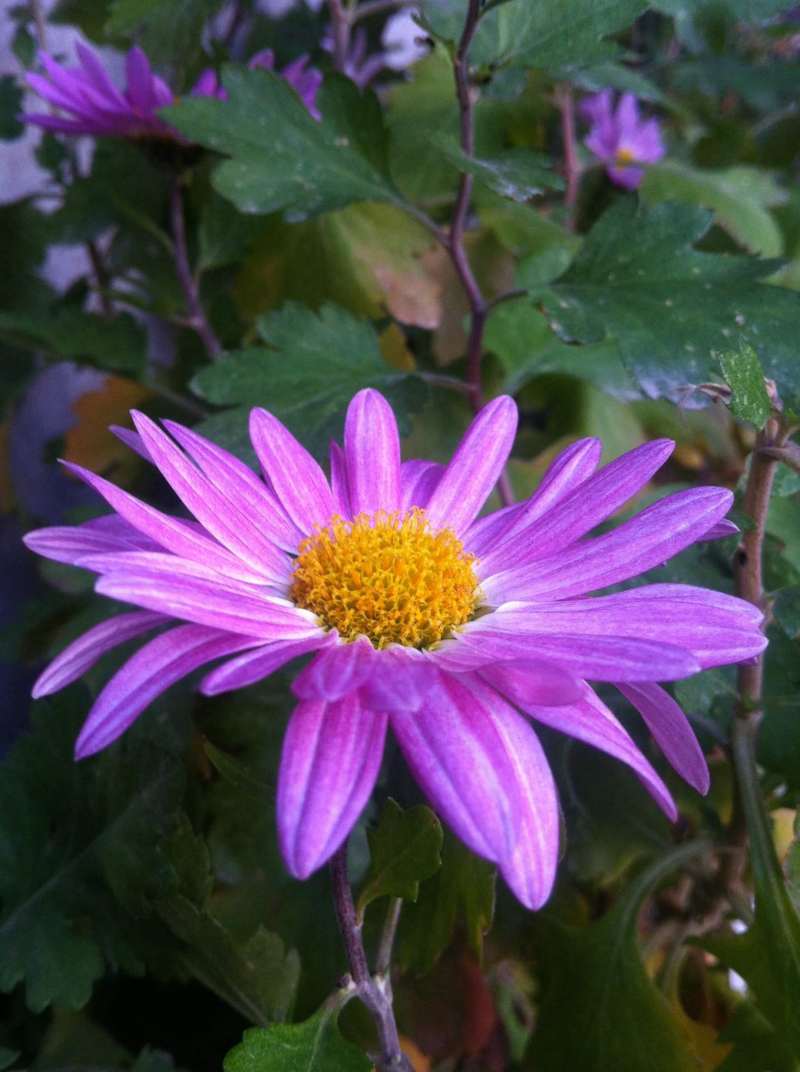 花楹仙剑三_花楹扮演者_花楹