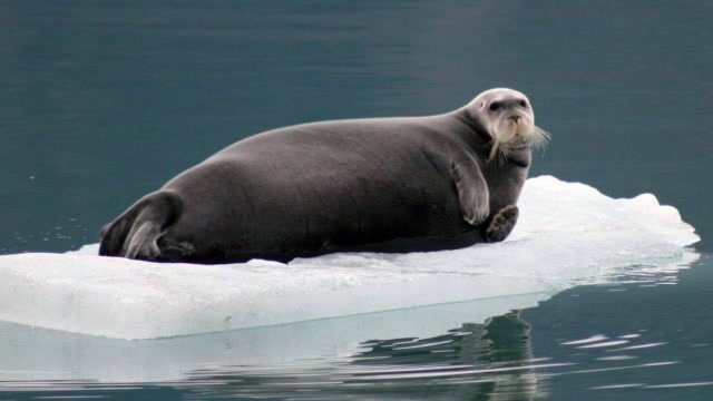 格陵兰海豹幼崽纪录片_格陵兰海豹_格陵兰海豹表情包