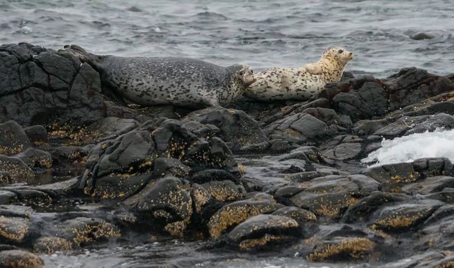 格陵兰海豹表情包_格陵兰海豹_格陵兰海豹幼崽纪录片