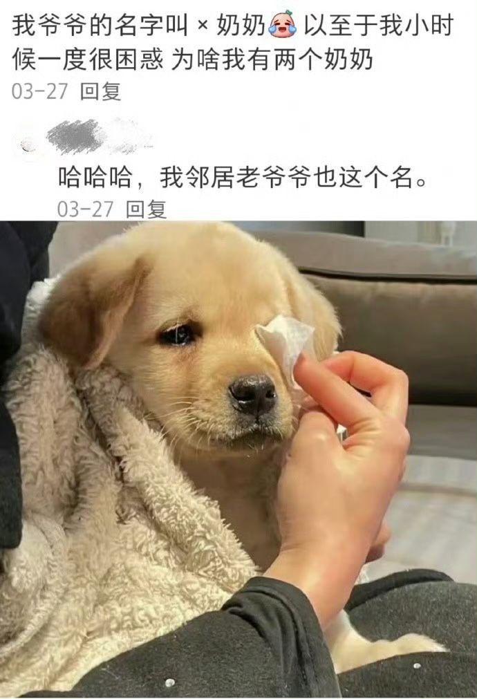 动物玩耍的视频_动物打游戏图片_动物玩手机打游戏视频
