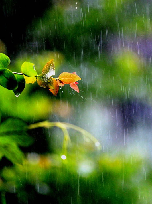 雨后小故事下载_雨后小故事下载_雨后小故事下载