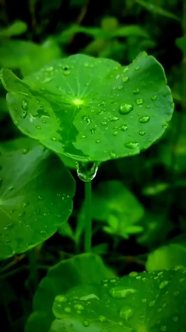 雨后小故事下载_雨后小故事下载_雨后小故事下载