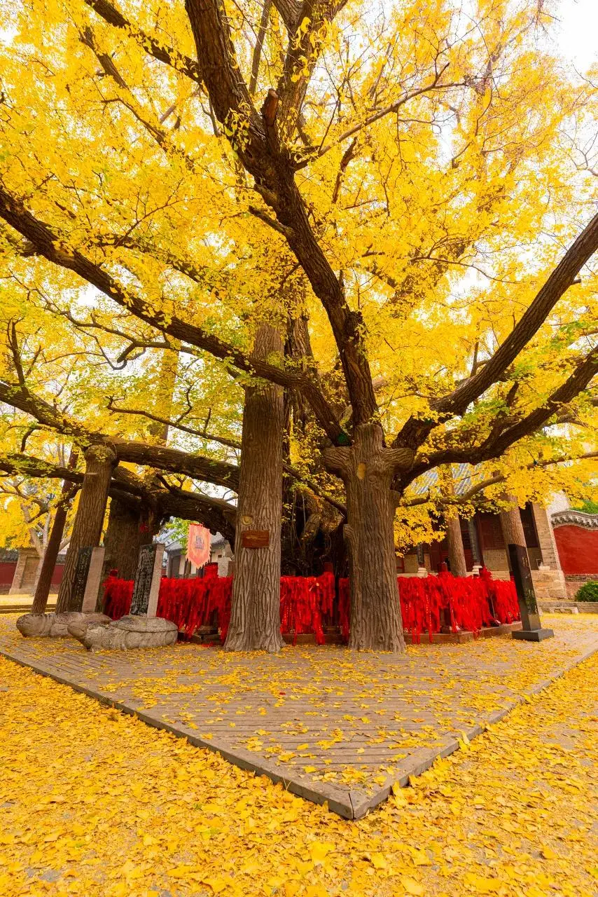 千石抚子成神_千石抚子吧_千石抚子