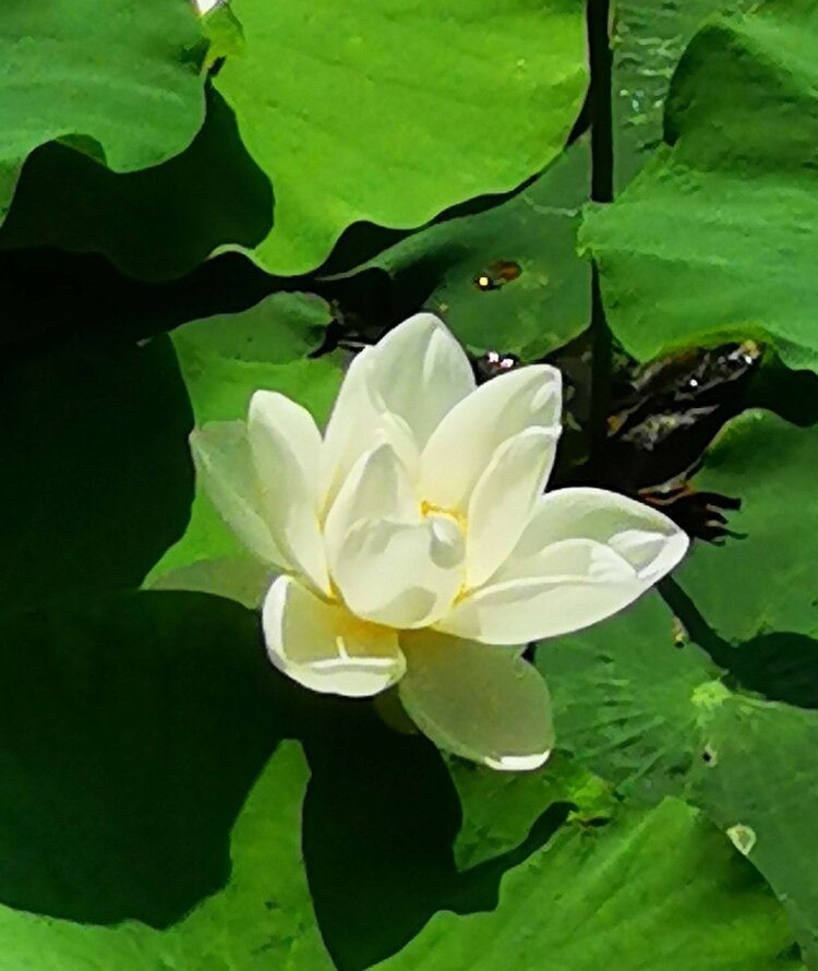 湖景村_湖景村地窖位置_湖景村双十一是哪里