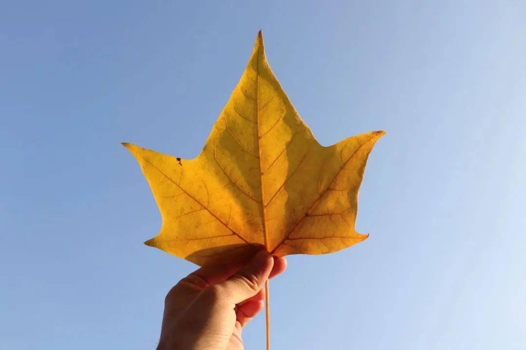 宫泽风花_宫泽风花双马尾_宫泽风花头像