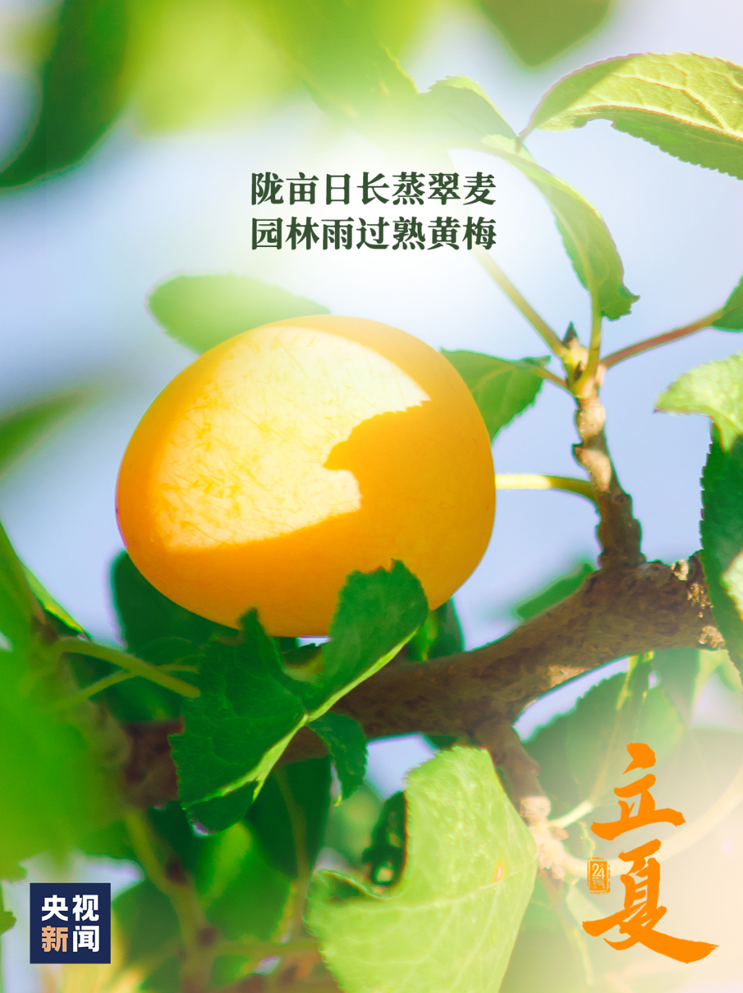 立夏三候_立夏三候_立夏三候