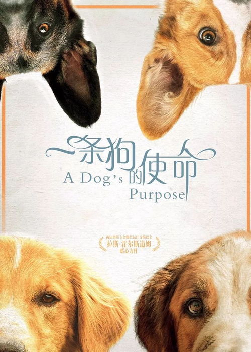 狗狗的使命 